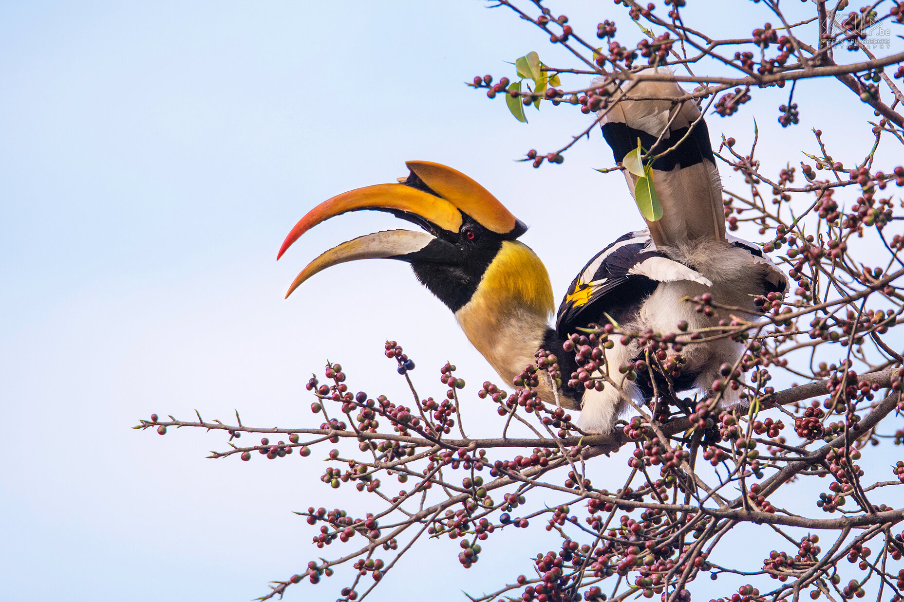 Valparai - Dubbelhoornige neushoornvogel Dubbelhoornige neushoornvogels (Great Indian hornbill, Buceros bicornis) eten overwegend vruchten maar ook kleine zoogdieren, reptielen en vogels. Tijdens het broedseizoen brengt het mannelijke voedsel naar vrouwtje op het nest. Stefan Cruysberghs